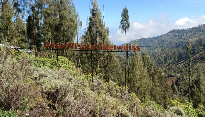 Wisata Bunga Abadi ‘Hulun Hiyang’ Edelweis Menjadi Wisata Alternatif di Kawasan Bromo