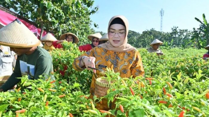 Bupati Sukoharjo Panen Cabai Hasil Petani Milenial, Bisa Menjadi Contoh Bagi Sesama