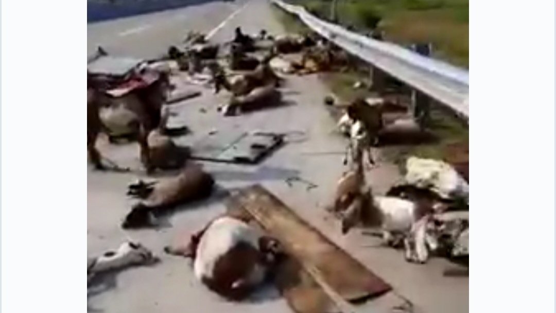 Pickup Muat Hewan Kurban Alami Laka Tunggal di Tol Solo-Ngawi, 2 Kambing Mati