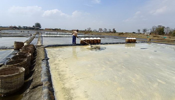 Harga Garam di Jepara Anjlok Drastis di Tengah Panen Raya